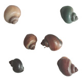 Amplularia Caramujo Cor Sortida