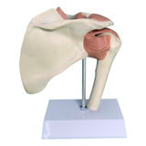 Anatobio Articulacao Do Ombro