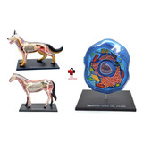 Anatomia Do Cavalo