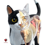 Anatomia Do Gato
