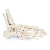 Anatomia Do Pe Esqueleto