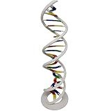 Anatomia Dupla Helice Dna