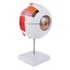 Anatomia Globo Ocular Olho Humano Desmontável