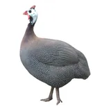 Angola Gigante Francesa Ovos