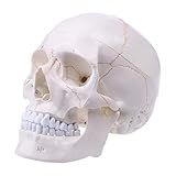 Angwang Modelo De Cranio