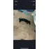Animais De Estimação