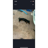Animais De Estimação