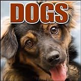 Animal, Dog - Bernese Mountain Dog: Ext: Three Barks, Dogs