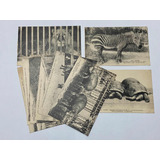 Antiga Coleção Cartões Postais Fotos De Animais Museu Paris