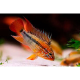 Apistogramma Macmaster 4 Cm