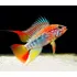Apistogramma Viejita 4 Cm