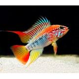 Apistogramma Viejita 4 Cm