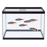 Aquario 10 Litros Betta