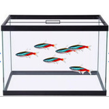 Aquario 20 Litros 35x30x20cm