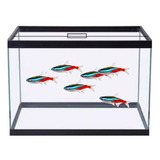Aquario 20 Litros 40x20x25cm