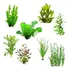 Aquario Plantado Low Tech Aquarismo 30 Mudas Planta Natural