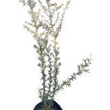 Arbusto Erica Japonesa Leptospermum