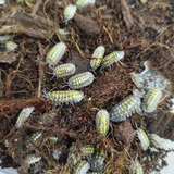 Armadillidium Gestroi E Armadillidium