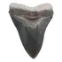 Artesanato Dente Tubarão Megalodon Resina15 40cm Reino Unido