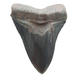 Artesanato Dente Tubarão Megalodon Resina15 40cm Reino Unido