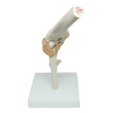 Articulacao Cotovelo Tamanho Real