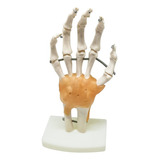 Articulacao Da Mao Em