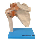 Articulacao Do Ombro Com