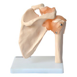 Articulacao Do Ombro Com