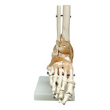 Articulacao Do Pe C