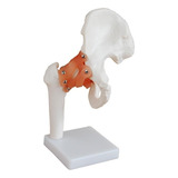 Articulação Do Quadril Com Ligamentos   Modelo Anatomico