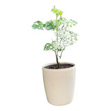 Vaso
