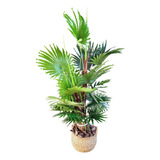 Árvore Palmeira Leque Artificial 160x60cm Planta