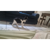 Aulas A Gatos