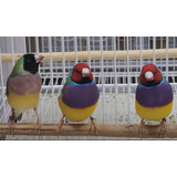 Ave Exótica Diamante Gould Macho Fêmea pronta P reprodução 