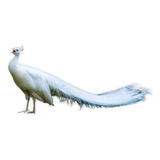 Aves Ornamentais Pavao Branco