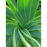 Babosa aloe Vera 