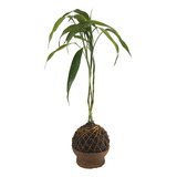 Bambu Da Sorte Em