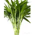 Bambu Da Sorte Natural  10  Hastes 42cm   Hidrogel Brinde
