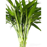 Bambu Da Sorte Natural  10  Hastes 42cm   Hidrogel Brinde