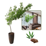 Bambu Mosso Curvado Semi