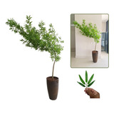 Bambu Mossô Curvado Semi Artificial 2 Metros vaso Decorativo
