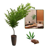 Bambu Mosso Curvado Semi