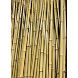 Bambu Tratado