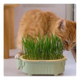 Bandeja Cultivo Hidropônico Grama Para Gatos Retangular