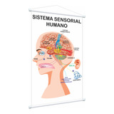 Banner Pedagogico Sistema Sensorial
