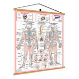 Banner Sistema Esquelético 1 Corpo Humano Ósseo Poster Mapa Gigante Medicina