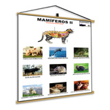 Banner Zoologia Biologia Veterinário Biomedicina Anatomia Es