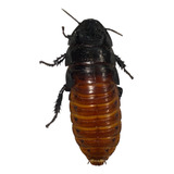 Barata De Madagascar 1