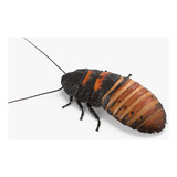 Barata De Madagascar 25