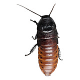 Barata De Madagascar Adulta